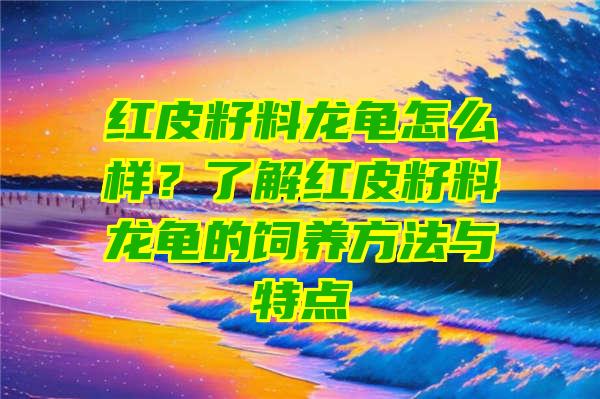 红皮籽料龙龟怎么样？了解红皮籽料龙龟的饲养方法与特点