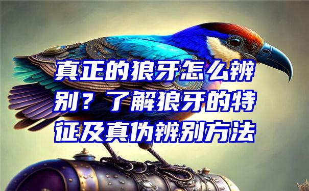 真正的狼牙怎么辨别？了解狼牙的特征及真伪辨别方法