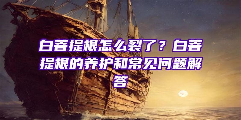 白菩提根怎么裂了？白菩提根的养护和常见问题解答