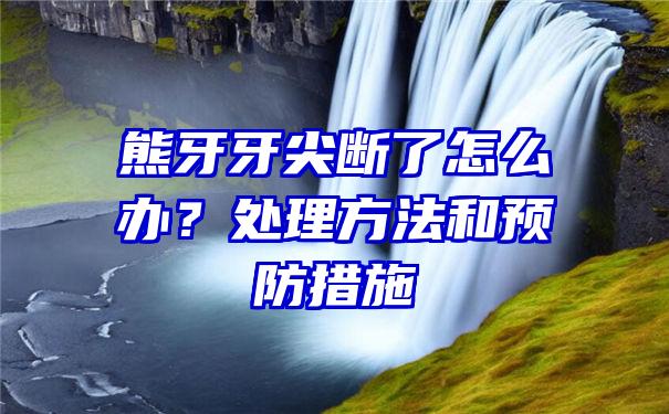 熊牙牙尖断了怎么办？处理方法和预防措施