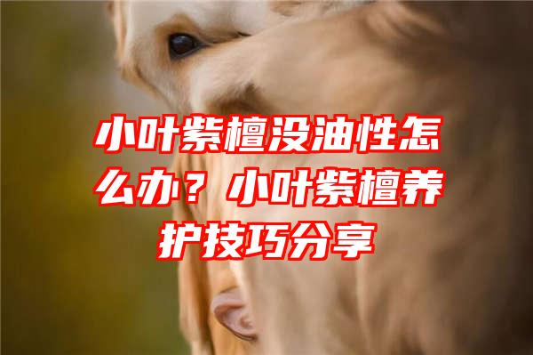 小叶紫檀没油性怎么办？小叶紫檀养护技巧分享