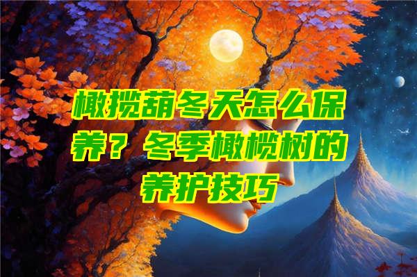 橄揽葫冬天怎么保养？冬季橄榄树的养护技巧