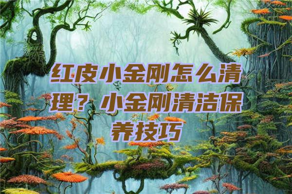 红皮小金刚怎么清理？小金刚清洁保养技巧