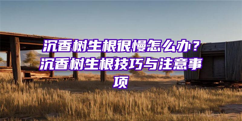 沉香树生根很慢怎么办？沉香树生根技巧与注意事项