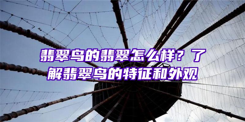 翡翠鸟的翡翠怎么样？了解翡翠鸟的特征和外观