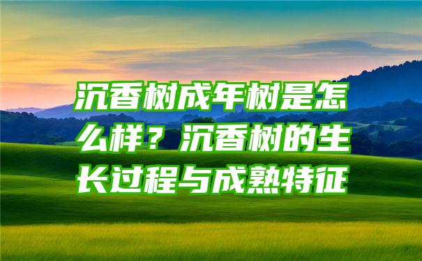 沉香树成年树是怎么样？沉香树的生长过程与成熟特征