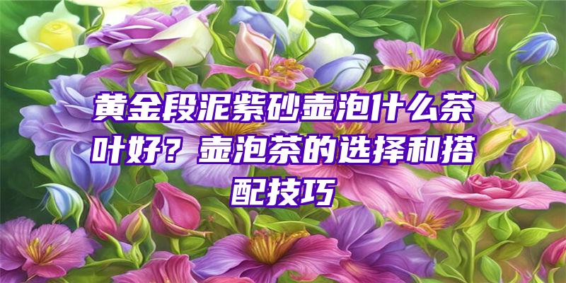 黄金段泥紫砂壶泡什么茶叶好？壶泡茶的选择和搭配技巧