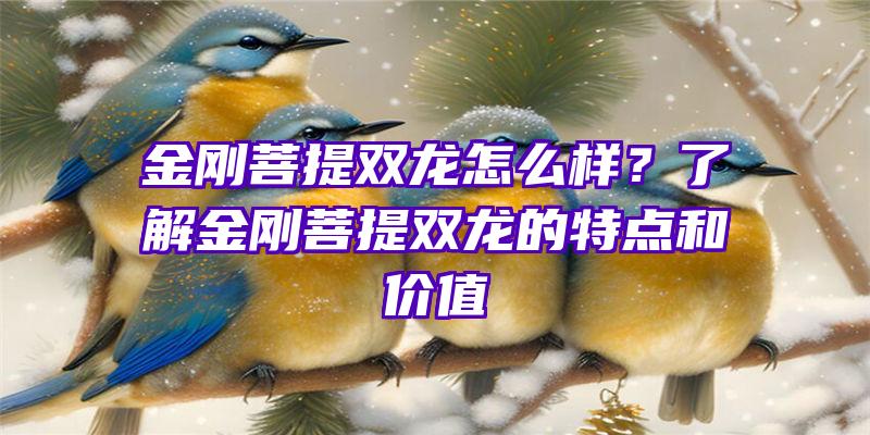 金刚菩提双龙怎么样？了解金刚菩提双龙的特点和价值