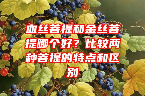 血丝菩提和金丝菩提哪个好？比较两种菩提的特点和区别