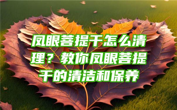 凤眼菩提干怎么清理？教你凤眼菩提干的清洁和保养