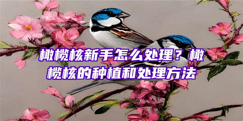 橄榄核新手怎么处理？橄榄核的种植和处理方法