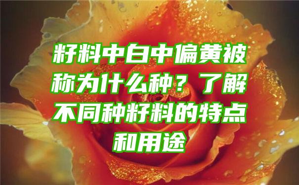 籽料中白中偏黄被称为什么种？了解不同种籽料的特点和用途