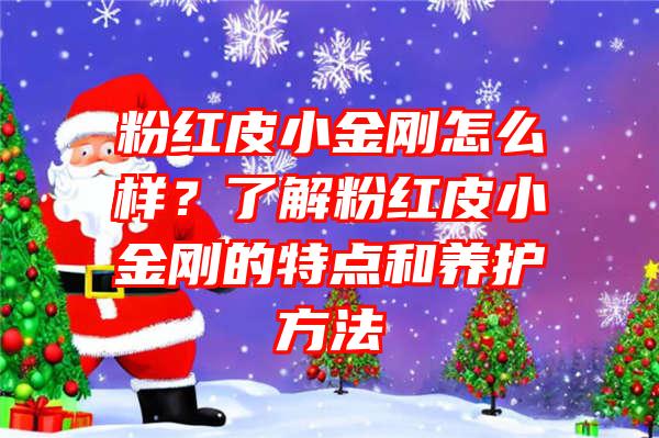 粉红皮小金刚怎么样？了解粉红皮小金刚的特点和养护方法