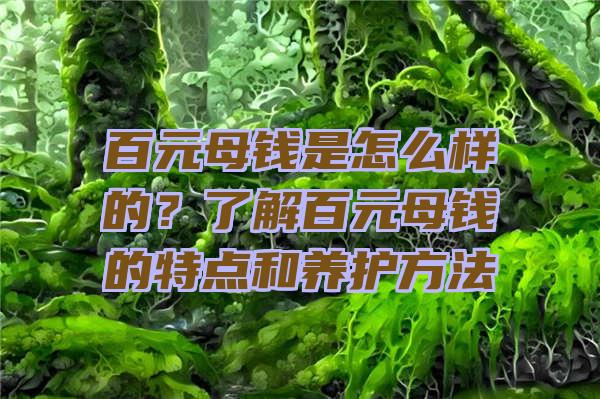 百元母钱是怎么样的？了解百元母钱的特点和养护方法