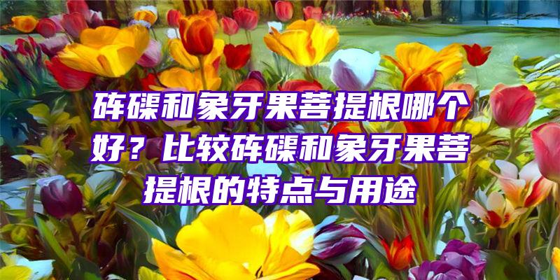 砗磲和象牙果菩提根哪个好？比较砗磲和象牙果菩提根的特点与用途