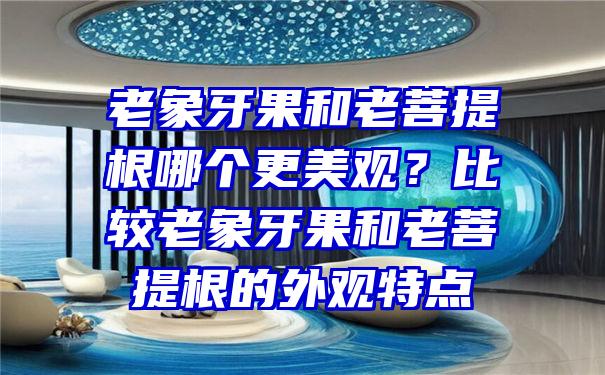 老象牙果和老菩提根哪个更美观？比较老象牙果和老菩提根的外观特点