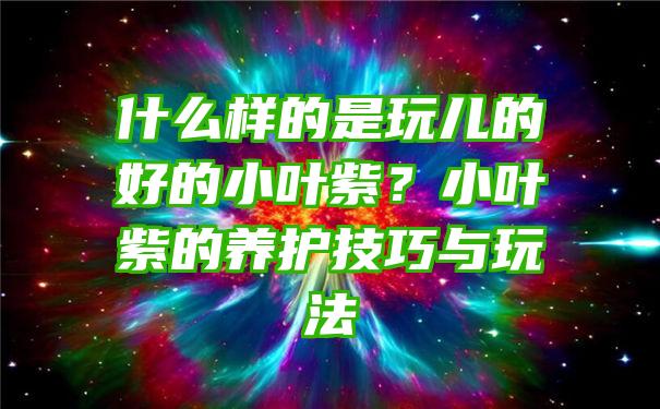 什么样的是玩儿的好的小叶紫？小叶紫的养护技巧与玩法