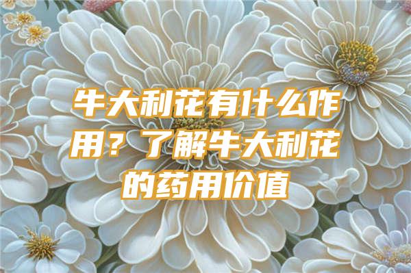 牛大利花有什么作用？了解牛大利花的药用价值