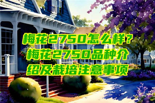 梅花2750怎么样？梅花2750品种介绍及栽培注意事项