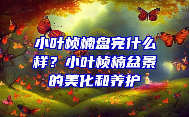 小叶桢楠盘完什么样？小叶桢楠盆景的美化和养护