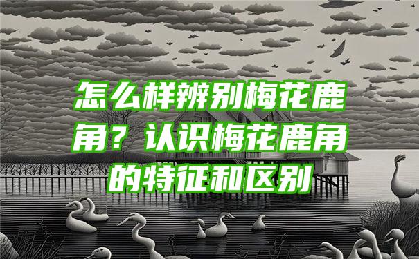 怎么样辨别梅花鹿角？认识梅花鹿角的特征和区别